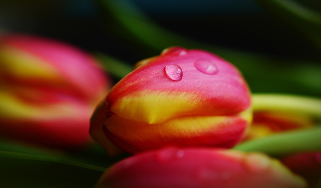 Хрупкие розовые тюльпаны в каплях росы