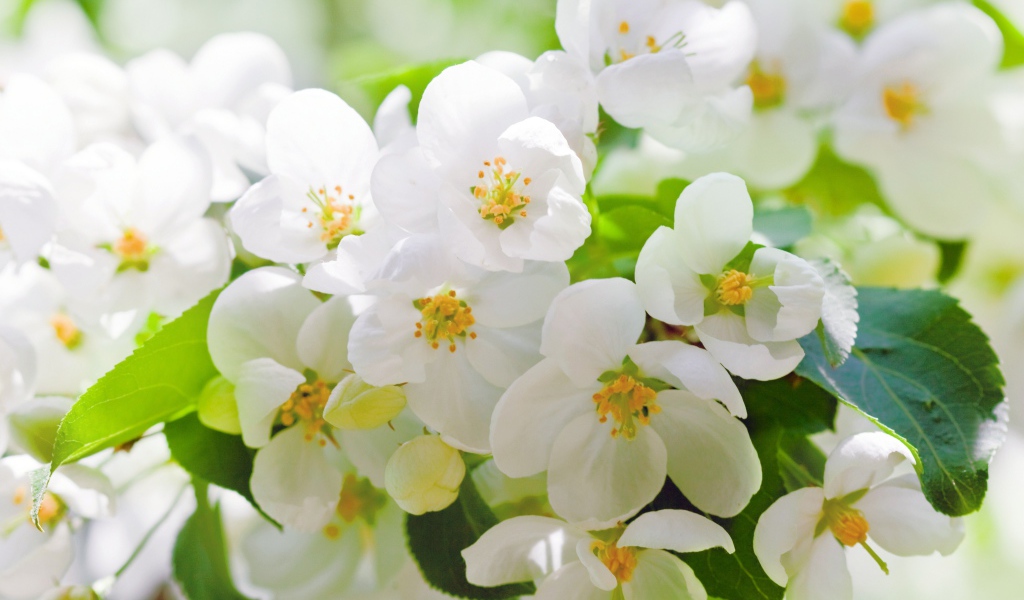 Ароматные белые цветы жасмина крупным планом