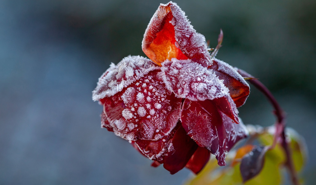 Покрытая инеем красная роза на клумбе 