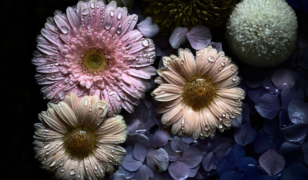 Цветы герберы и гортензии в каплях воды