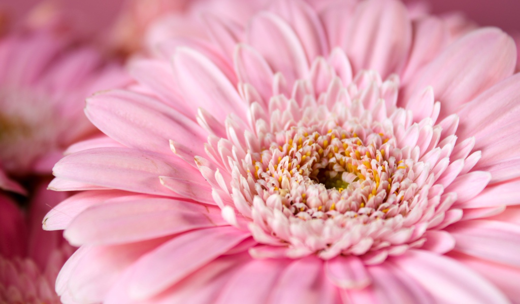 Цветок герберы с розовыми лепестками