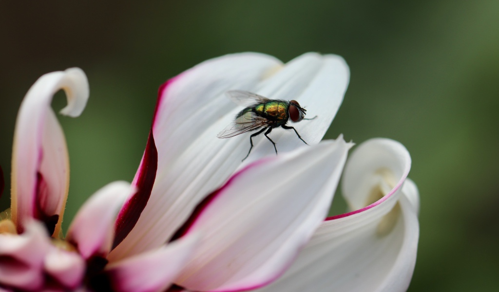 Зеленая муха на лепестке  георгина 