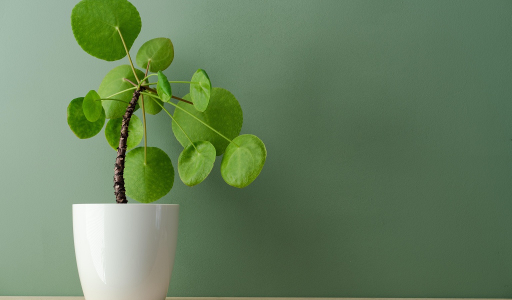 Комнатный цветок в белом горшке у стены