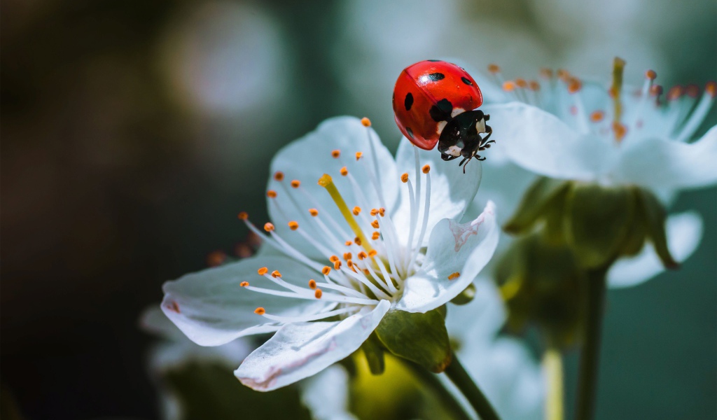 Божья коровка сидит на белых цветах вишни