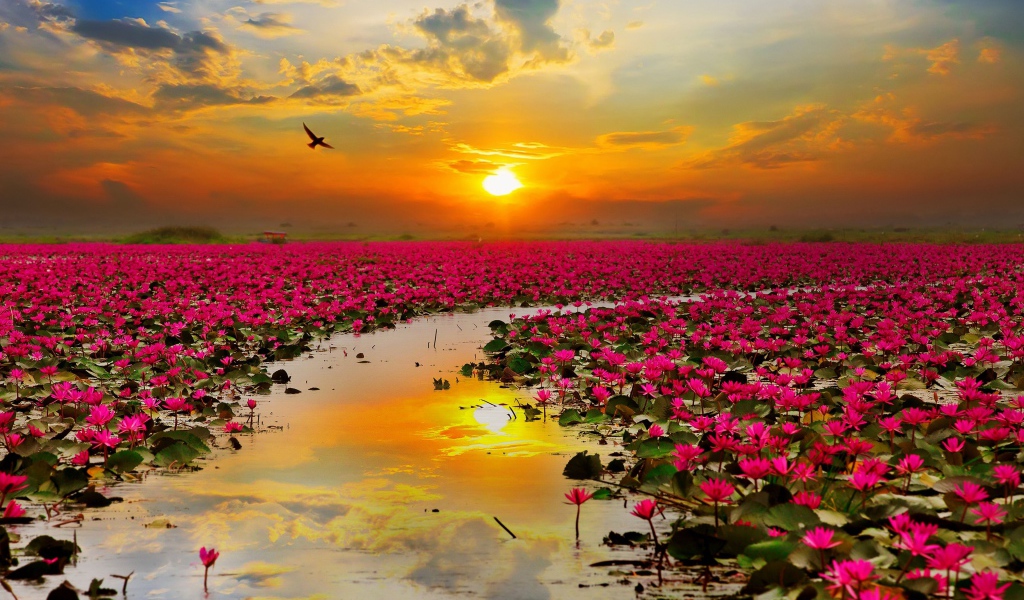 Озеро с розовыми цветами лотоса на закате 
