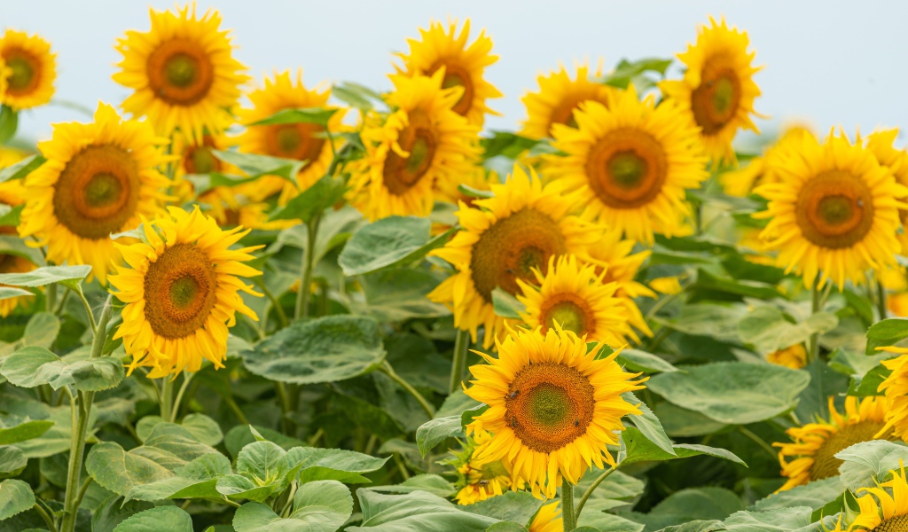 Большие цветущие подсолнухи с зелеными листьями летом на поле 