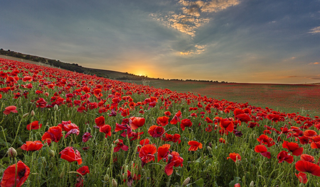 Большое поле с красными маками на рассвете 