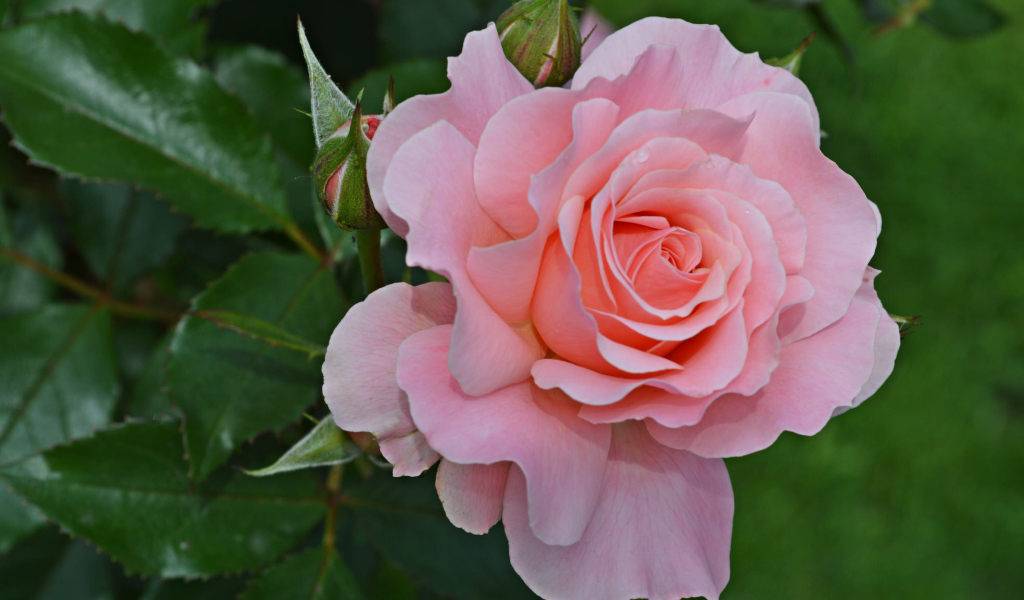 Большая розовая роза с бутонами на клумбе