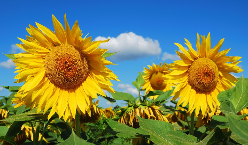 Большие желтые цветущие подсолнухи на поле 