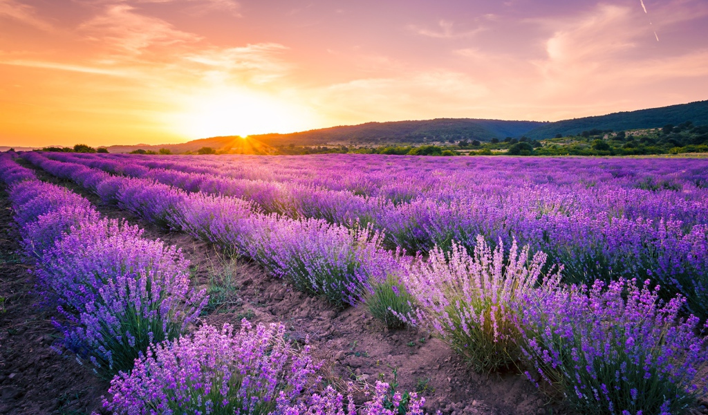 Лавандовое поле на фоне заката 
