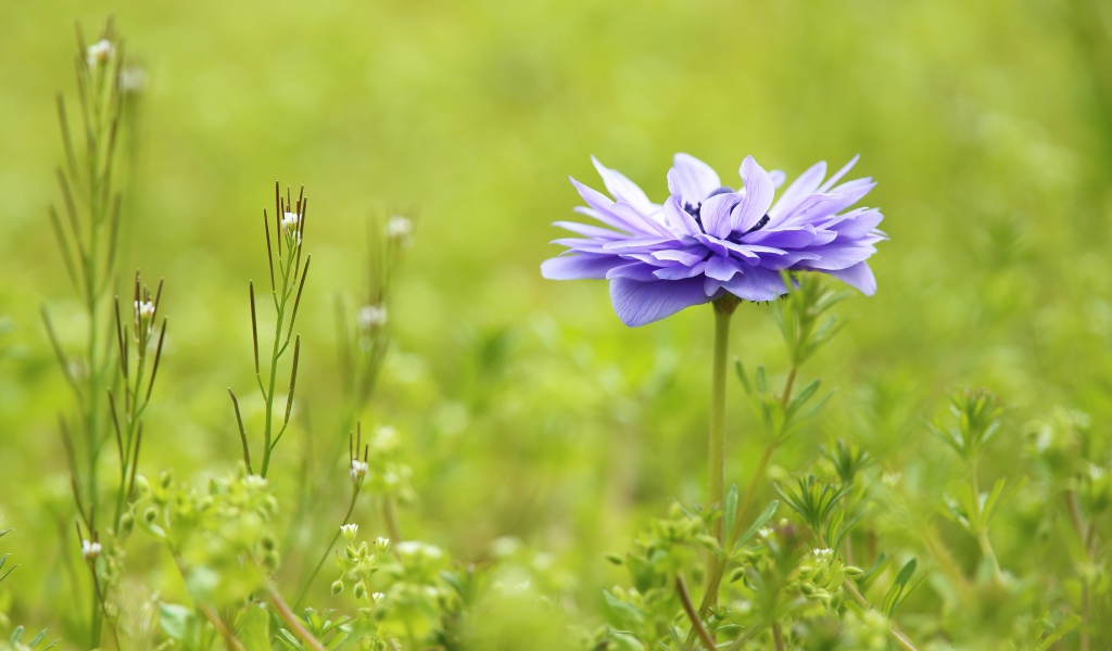 Сиреневый цветок Анемоне растет на поле в зеленой траве