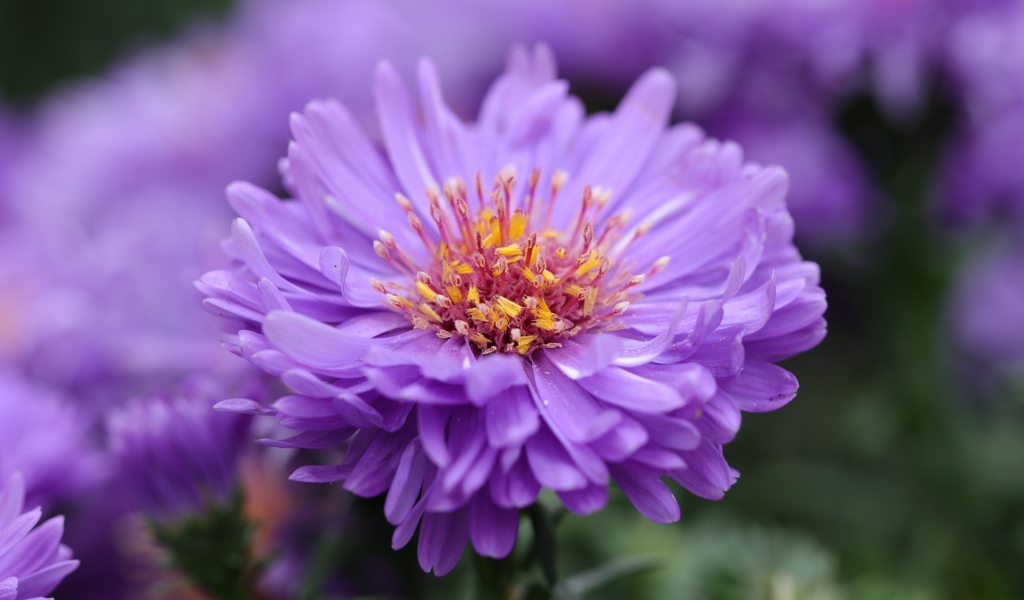 Сиреневый цветок астры крупным планом