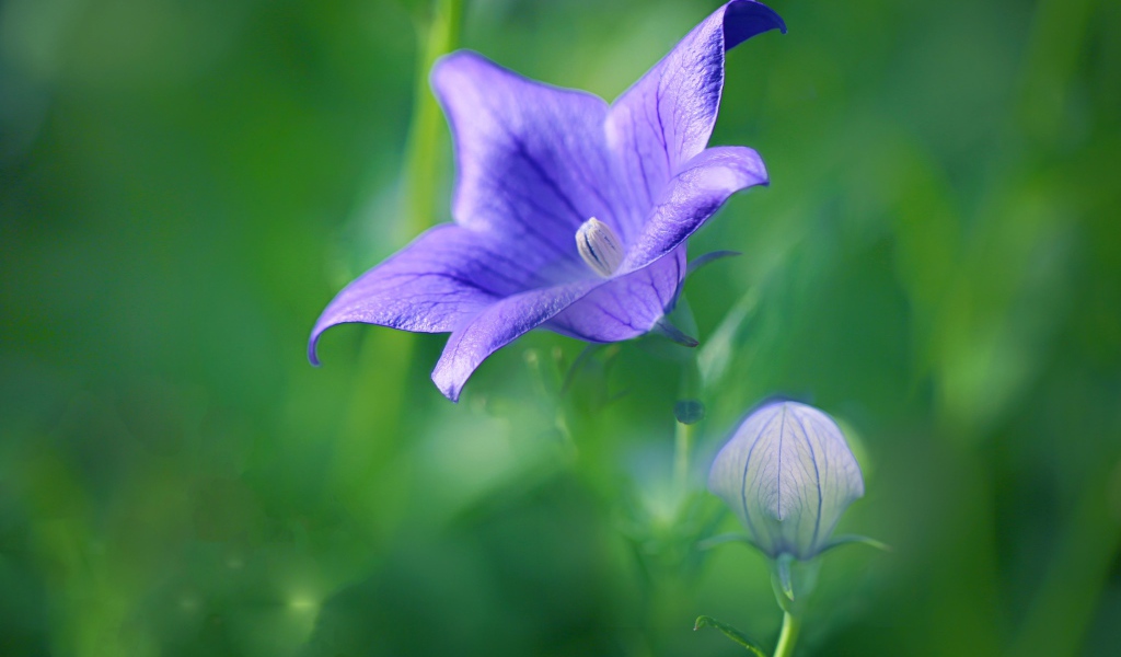 Сиреневый цветок колокольчика с бутоном на поле