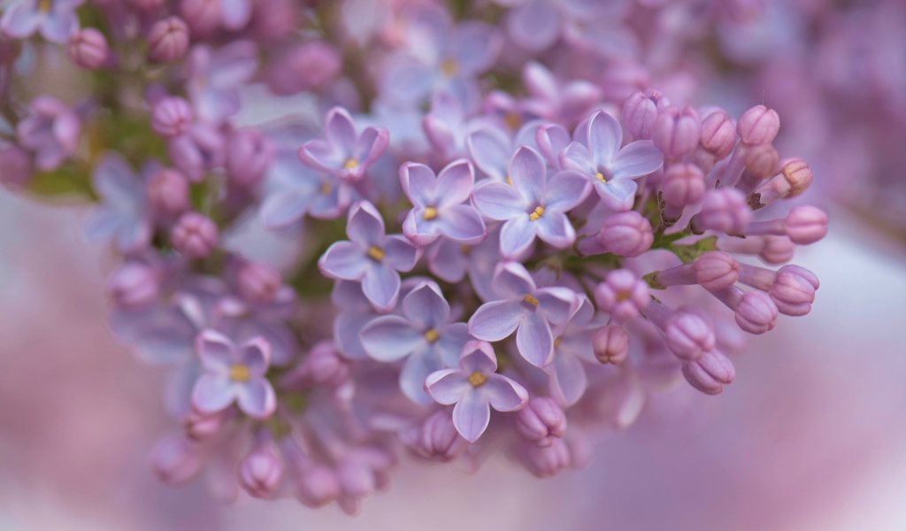 Ветка сирени крупным планом 