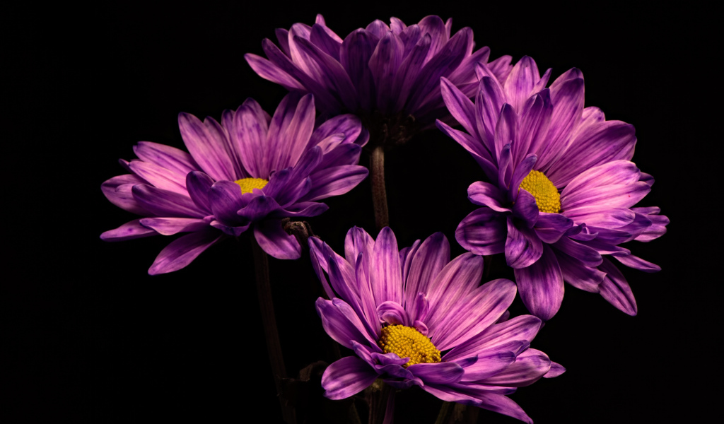 Сиреневый цветок хризантемы на черном фоне