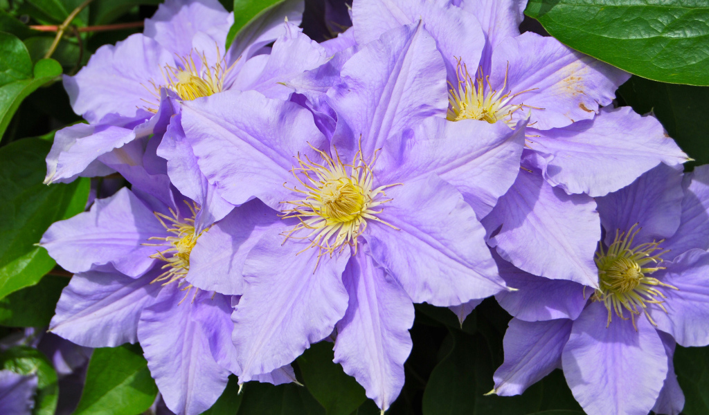 Сиреневые цветы клематиса с зелеными листьями