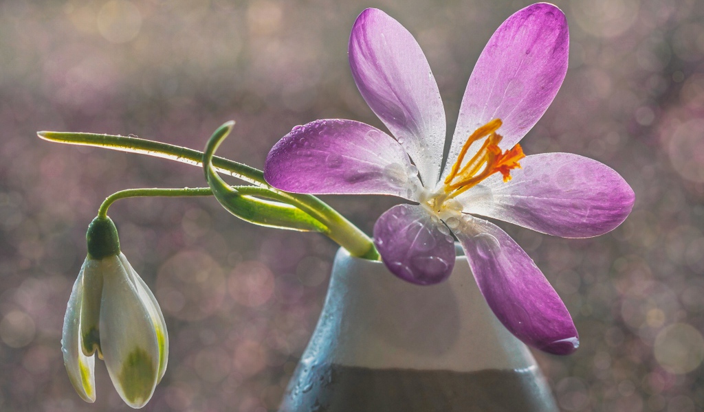 Сиреневый цветок крокуса в вазе с белым подснежником