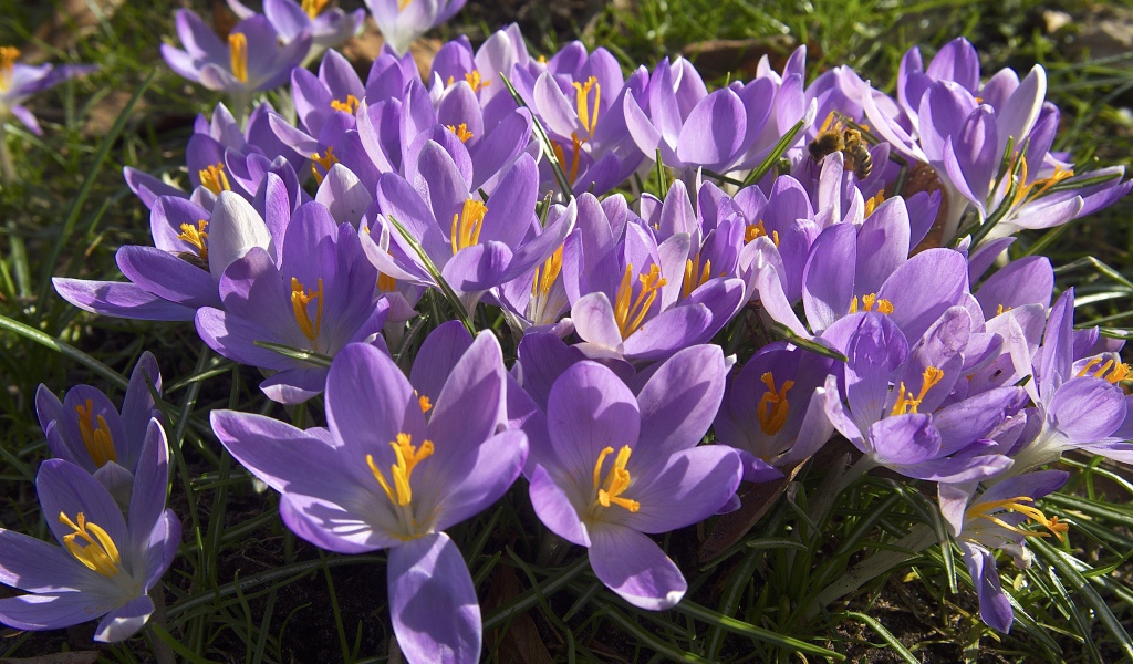 Сиреневые цветы крокуса в лучах солнца на зеленой траве 