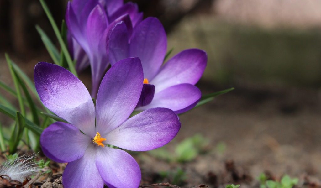 Сиреневые цветы крокуса на земле весной