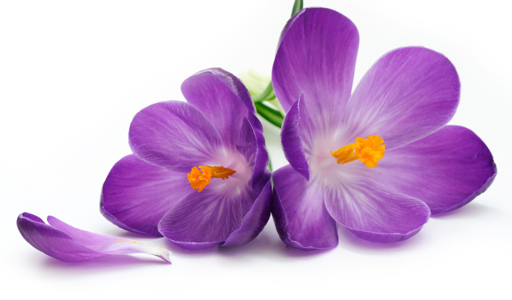 Сиреневые крокусы на белом фоне крупным планом