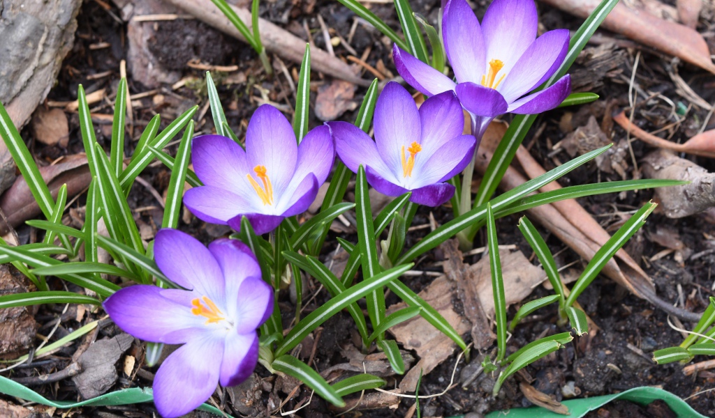 Сиреневые крокусы с зелеными листьями на земле