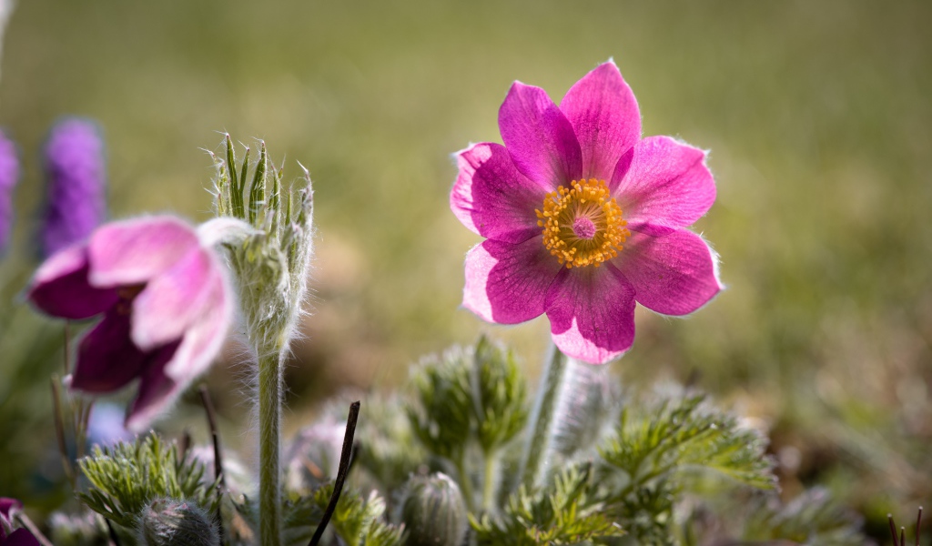 Сиреневый цветок прострел с бутонами на поле 