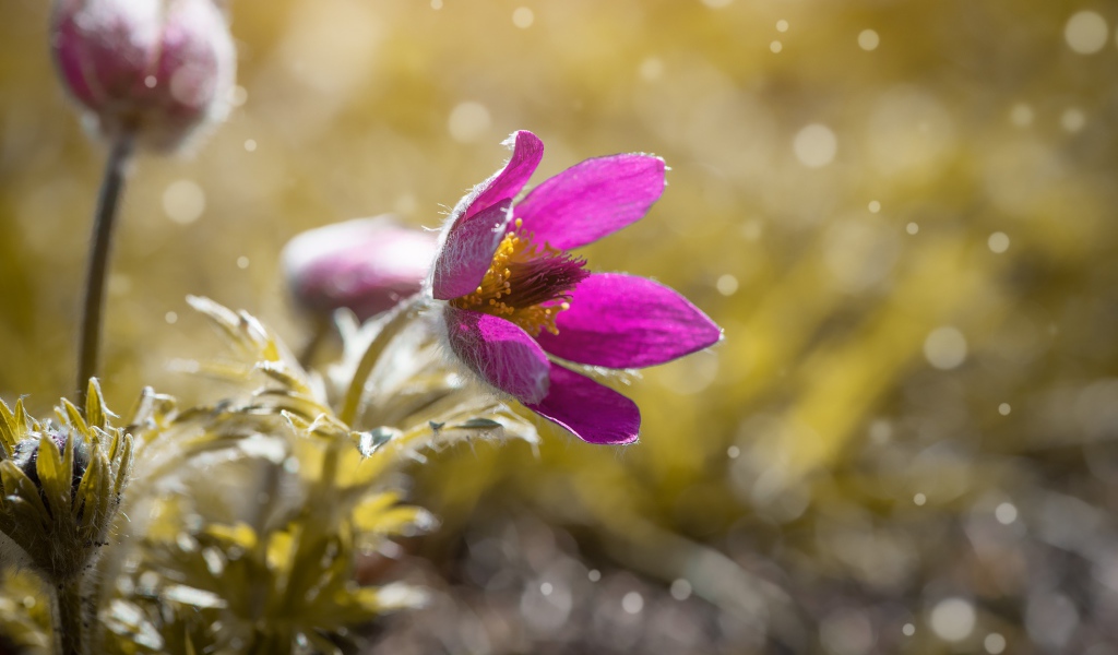 Сиреневый цветок прострела в поле 