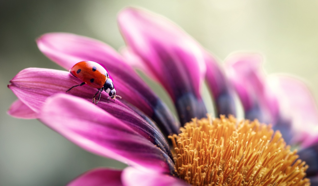 Сиреневый цветок остеоспермум с божьей коровкой на лепестке 