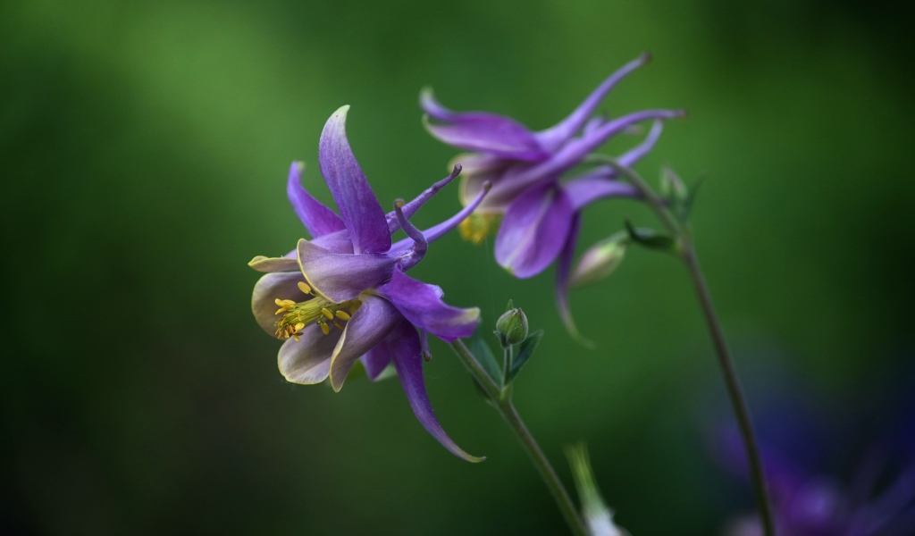Сиреневые цветы водосбор крупным планом
