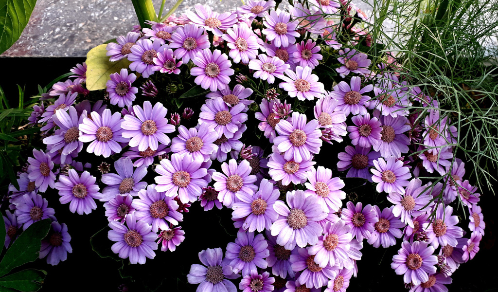 Сиреневые цветы цинерария в кашпо 