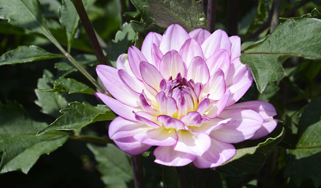 Сиреневый цветок садовой георгины в зеленых листьях 