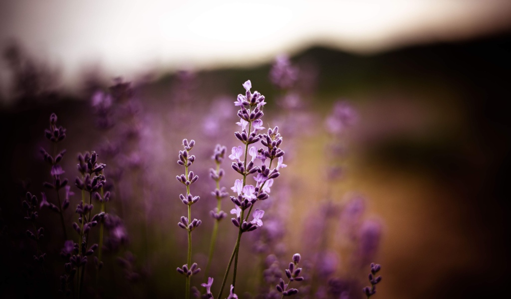 Сиреневые цветы лаванды крупным планом 