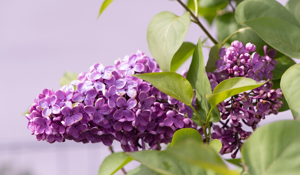 Сиреневые цветы сирени в зеленых листьях крупным планом