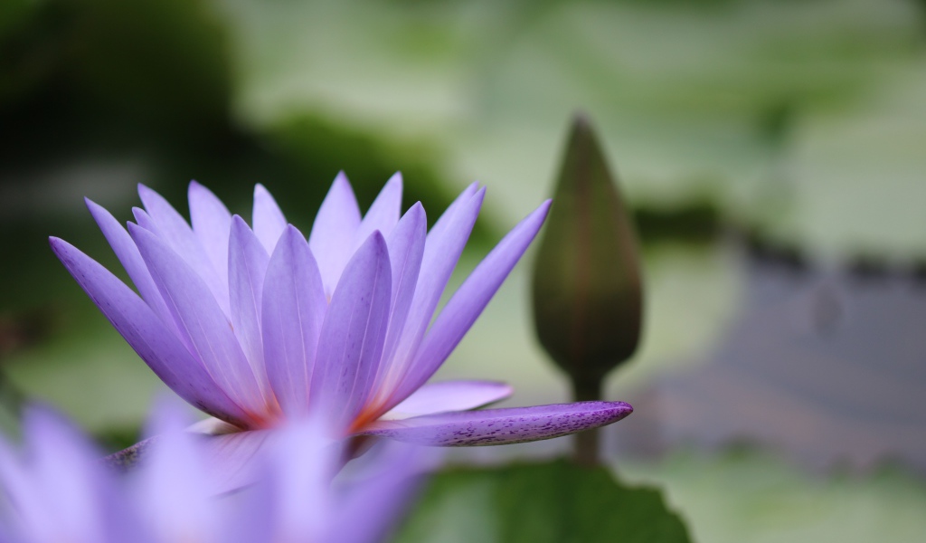 Сиреневый цветок лотоса с бутоном в воде