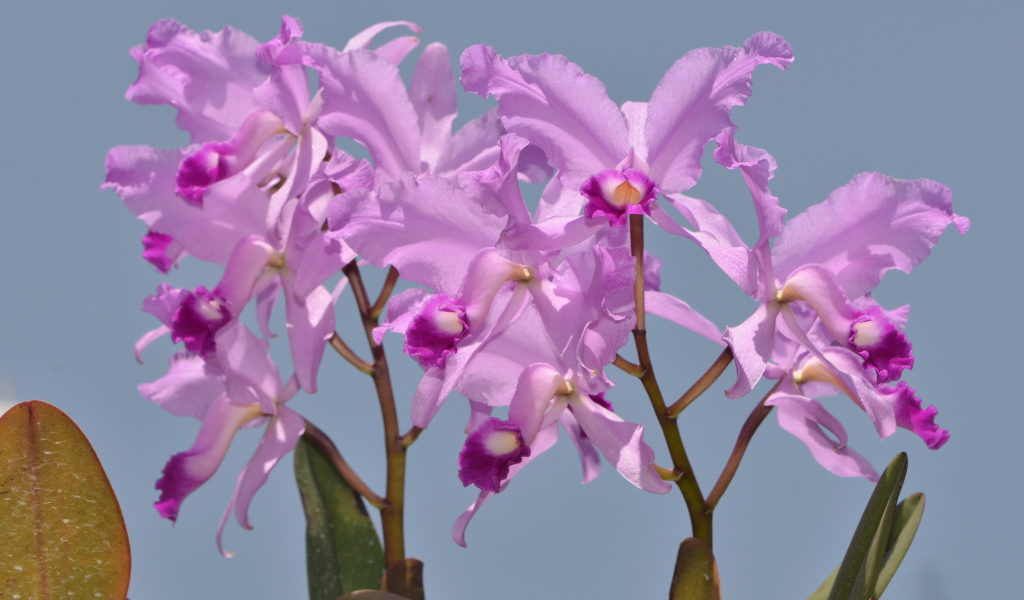 Сиреневые орхидеи на голубом фоне