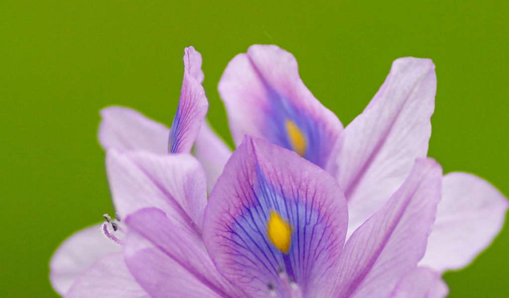 Сиреневые лепестки цветка ириса на зеленом фоне 