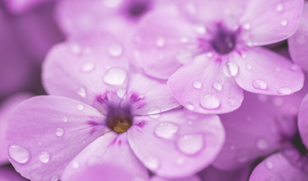 Сиреневые цветы флоксы в каплях росы крупным планом