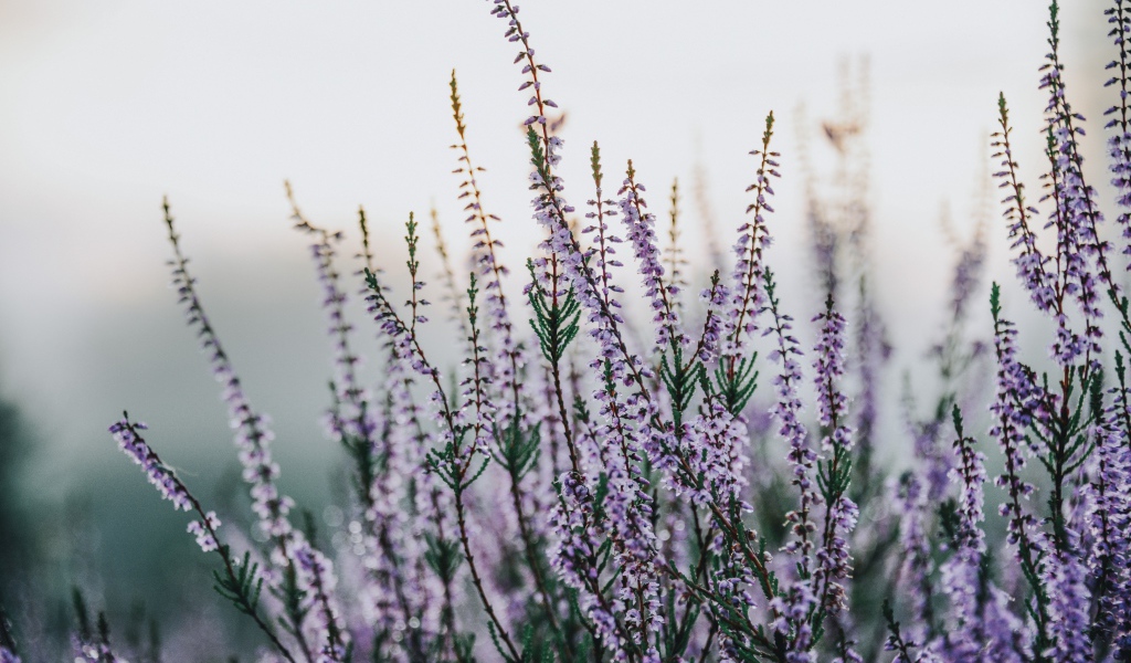 Сиреневые полевые цветы крупным планом