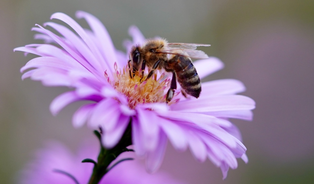 Маленькая пчела сидит на розовом цветке 