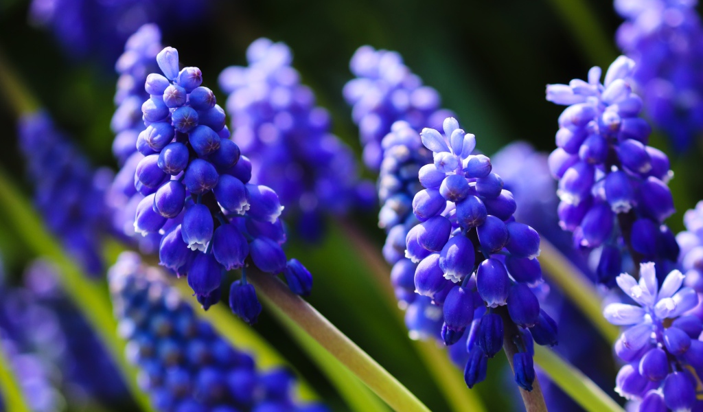Маленькие синие цветы мускари в лучах солнца