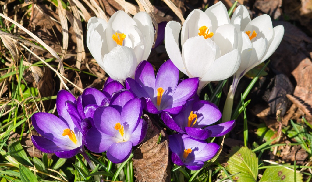 Маленькие сиреневые и белые крокусы в траве 