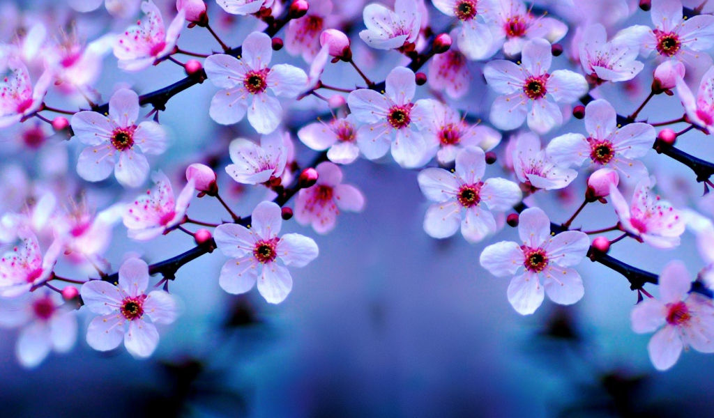 Маленькие розовые цветы на ветке дерева весной 