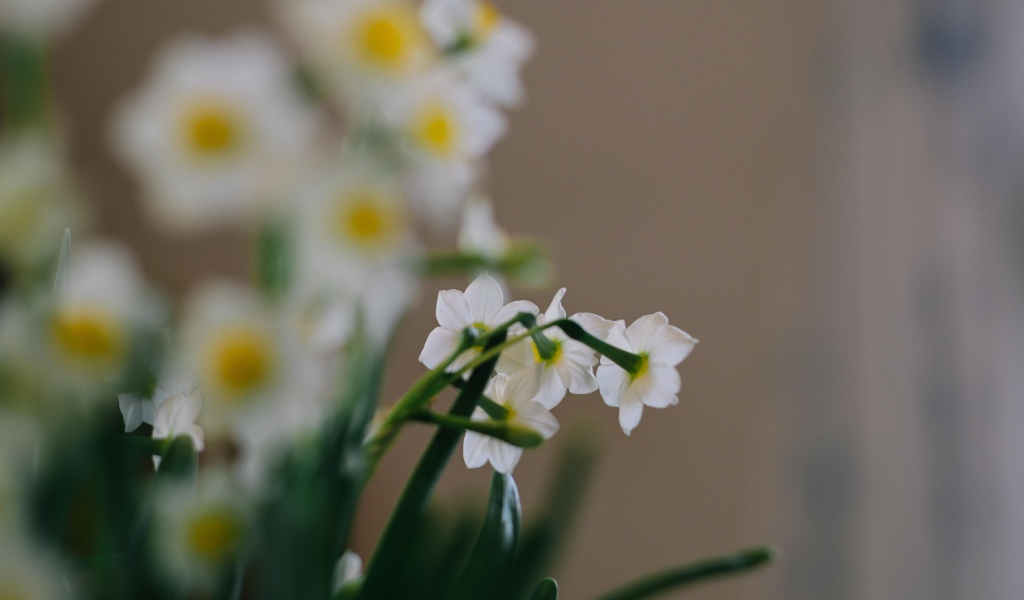 Маленькие белые нарциссы на размытом фоне