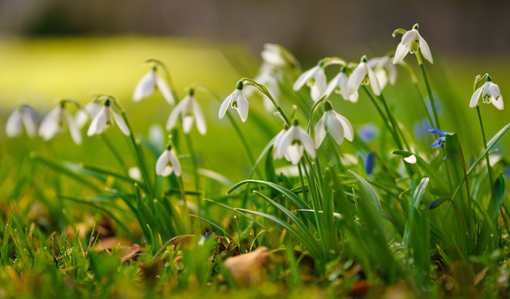 Маленькие белые подснежники  на траве