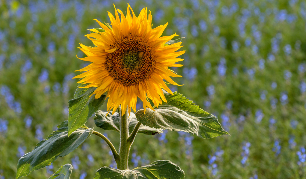 Одинокий подсолнух на поле с голубыми цветами