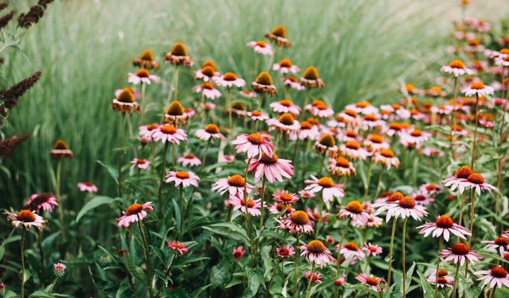 Много розовых цветов эхинацеи 