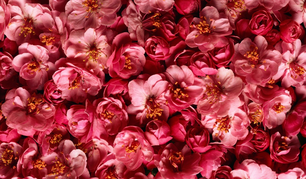 Много розовых цветов крупным планом 