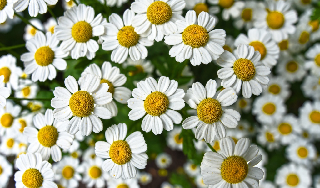 Много мелких белых ромашек крупным планом 