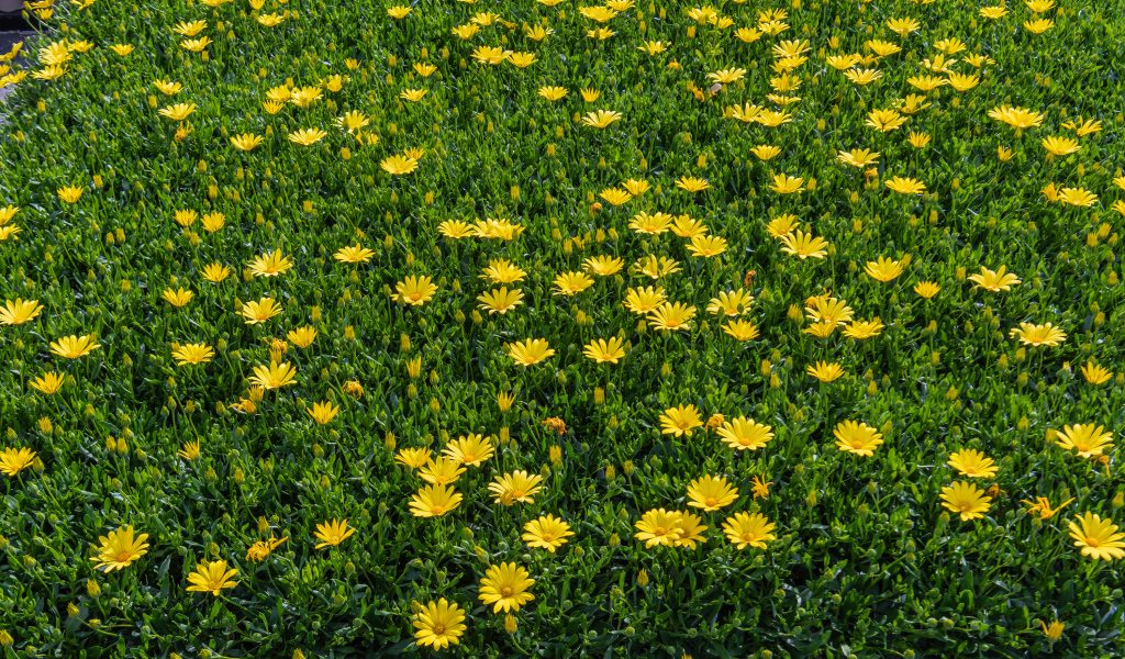 Много мелких желтых цветов крупным планом