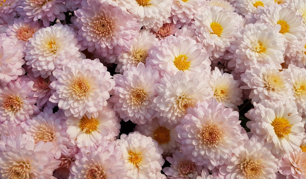 Много белых цветов хризантемы крупным планом